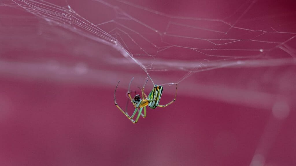 Spider Building Its Web As An Example Of Perfection